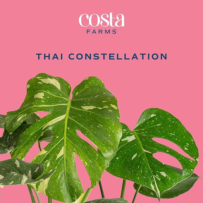 Costa Farms Thai Constellation, Variegated Monstera Live Plant in Self Watering Pot, Indoor Houseplant, Home, Room, or Office Decor, House Warming or Birthday Gift, 12-18 Inches Tall