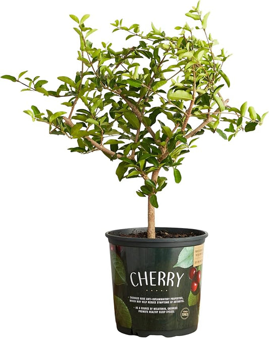 American Plant Exchange Cherry Tree ‘Barbados’ – Live Tropical Fruit Tree, 1-Gallon Pot, Cold Sensitive, Edible Red Fruit for Containers, Patios, and Outdoor Landscapes in Warm Climates