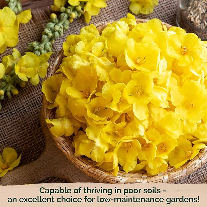 KVITER 1,500 Mullein Seeds for Planting (Verbascum Thapsus) – Mullein Herb, Heirloom Seed Non GMO Organic – Ideal for Herb Garden – US Grown Herbs Flower Seeds