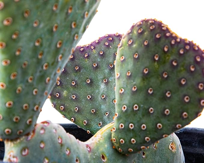 Cactus Outlet - Beavertail Prickly Pear Cactus Plants Live - Live Cactus Plants - Beavertail Cactus - Prickly Pear Plant Live - Landscape Ready Cactus Plants Live Delivered Right to Your Door