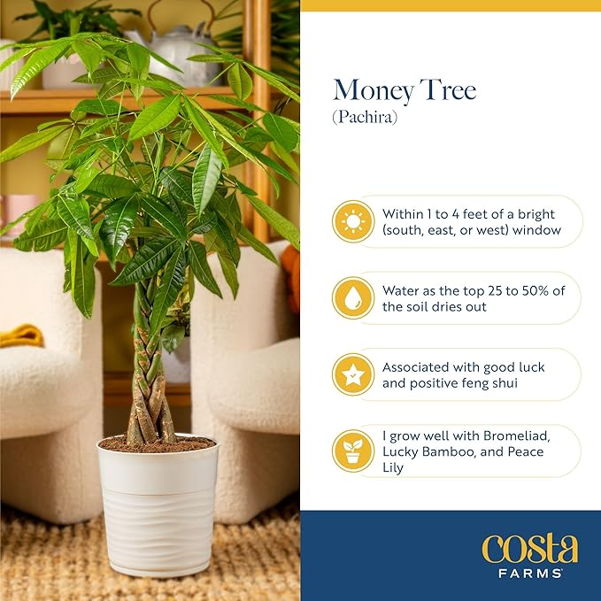 Costa Farms Money Tree Live Plant in Plastic Pot, Easy to Maintain, Large Indoor Houseplant, Perfect for Home, Room, or Office Decor, Great House Warming or Birthday Gift, 3-4 Feet