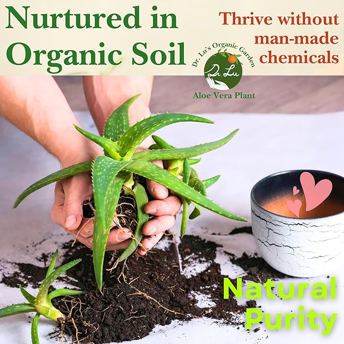 Dr. Lu’s Organic Aloe Vera Plant | Real Beautiful Aloe Plant | Live Succulents Plants | Rooted Natural Air Purifier in Soil | Easy Care House Plants in 5'' H x 4'' W Nursery Pot