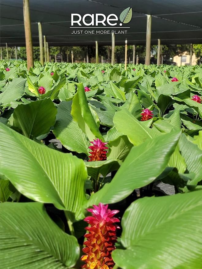 Ginger Curcuma Torch Plant, Live Outdoor Plant, Rare Plant Collection, 2-3 Feet Tall, in Nursery Plant Pot