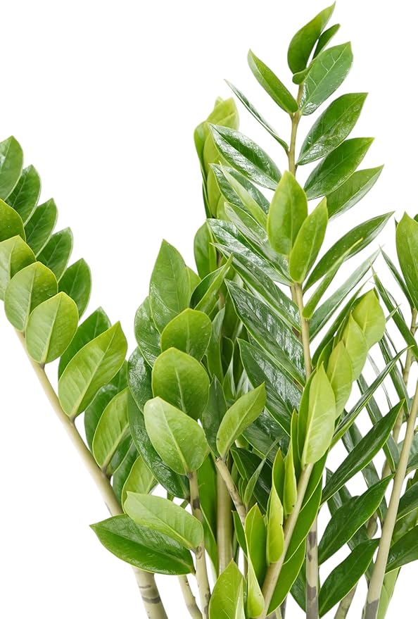 ZZ Plant Live - Air Purifier Indoor House Plant for Home Decor, Room Decor - Ideal Live Plant for Indoor Spaces - Plants Live Houseplants