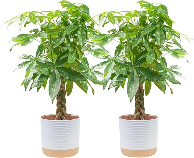 Costa Farms Money Tree Live Plants in Decorative Pot, Large Air Purifying Indoor Houseplant, Perfect for Home, Room, or Office Decor, Great House Warming or Birthday Gift, 3-4 Feet Tall, Pack of 2