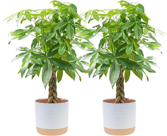 Costa Farms Money Tree Live Plants in Decorative Pot, Large Air Purifying Indoor Houseplant, Perfect for Home, Room, or Office Decor, Great House Warming or Birthday Gift, 3-4 Feet Tall, Pack of 2