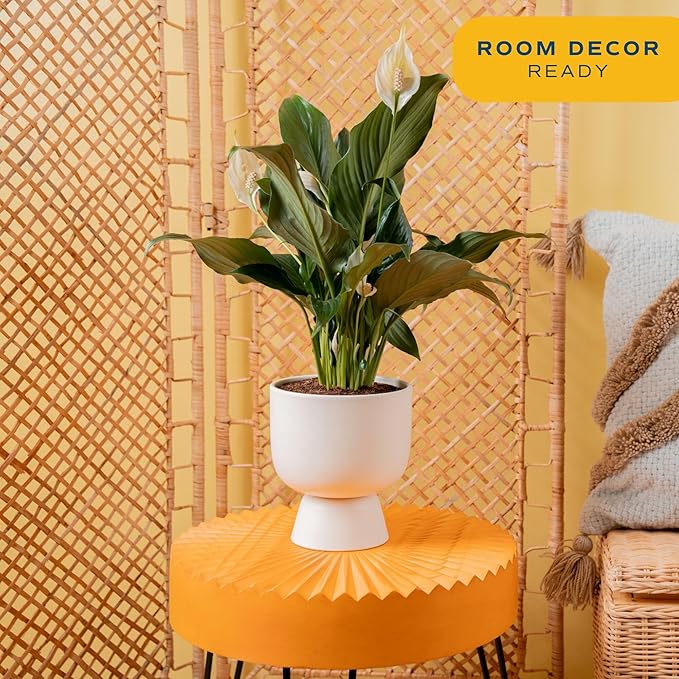 Costa Farms Peace Lily Live Plant in Decorative Pot, Air Purifying Flowering Indoor Houseplant, Perfect for Home, Room, or Office Decor, Great House Warming or Birthday Gift, 14-24 Inches Tall