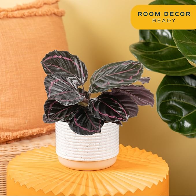 Costa Farms Calathea Dottie Live Plant in Self Watering Pot, Indoor Houseplant, Perfect for Home, Room, or Office Decor, Great House Warming or Birthday Gift, 12-18 Inches Tall