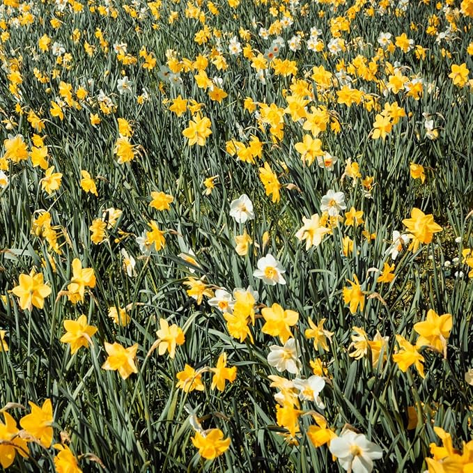 100 Mixed Daffodil Bulbs – Bulk Pack of Spring-Blooming Narcissus – Deer Resistant & Cold Hardy – Easy Fall Planting - Plant in Gardens, Borders & Flowerbeds - Willard & May