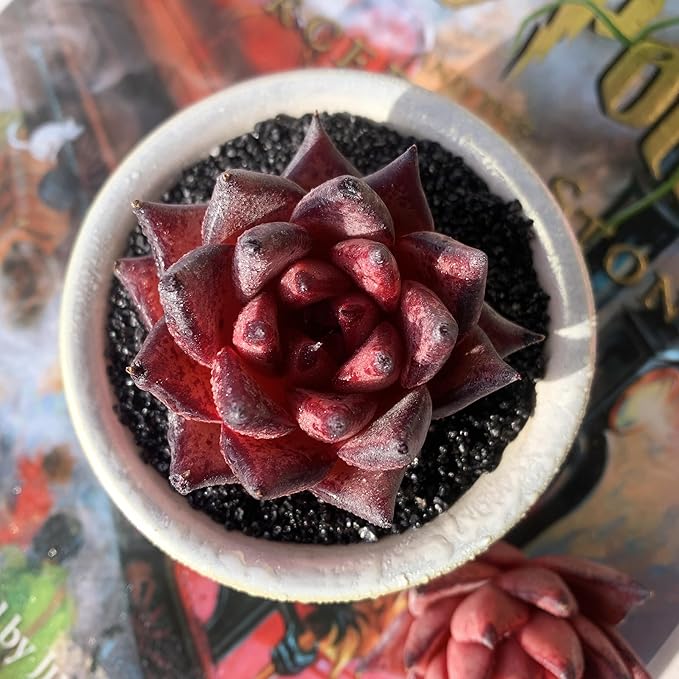 Echeveria Agavoides Romeo Rare Live Succulent Plants, 1 Head 2.5" Bare Root Without Pot & Soil, Garden Indoor Office Desk Baby Shower Decoration, Friend Plant Lovers Gifts