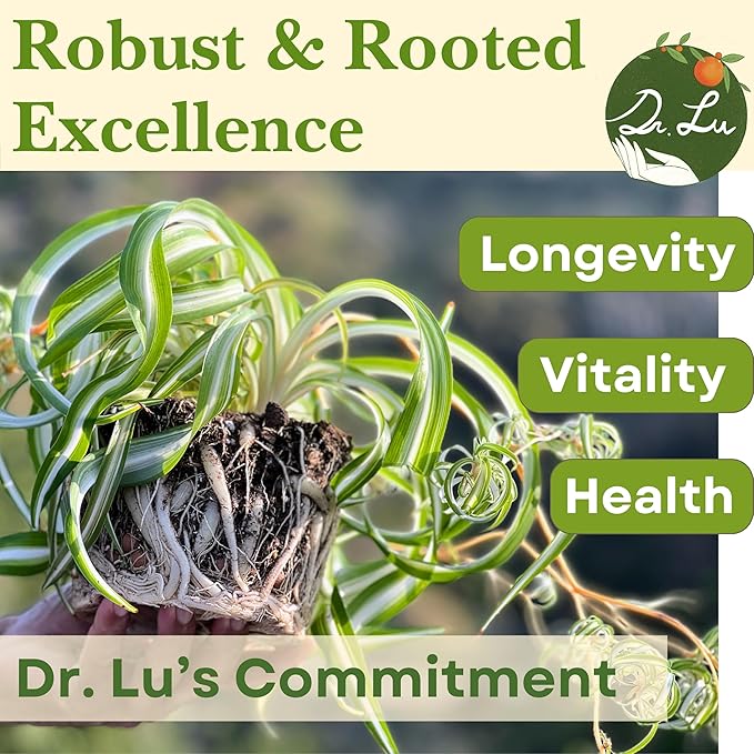 Dr. Lu’s Organic Bonnie Curly Spider Plant | Air Purifying House Plants | Rooted Spider Plant | Easy Grow Indoor Plants | Live Plants in 4'' Nursery Pot