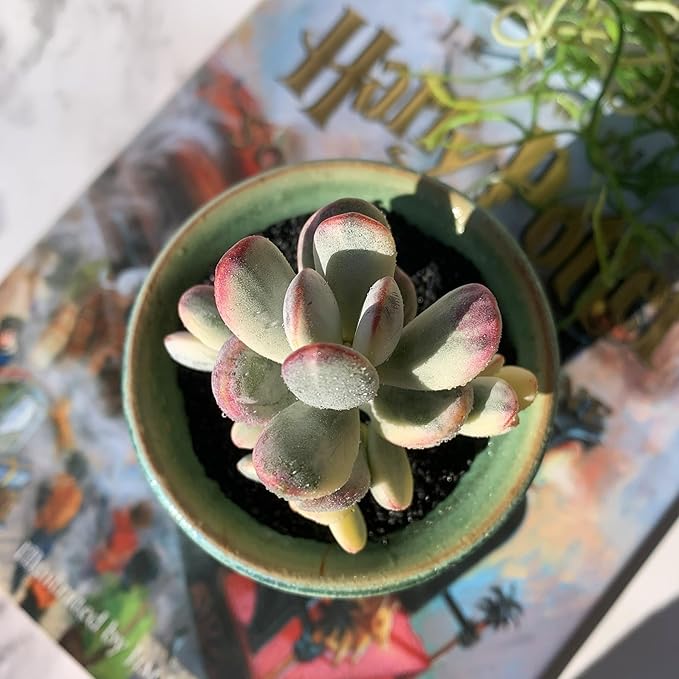 Cotyledon Orbiculata cv. Variegated Rare Live Succulent Plants, 2.5" Bare Root Without Pot & Soil, Garden Indoor Office Desk Baby Shower Decoration, Friend Plant Lovers Gifts