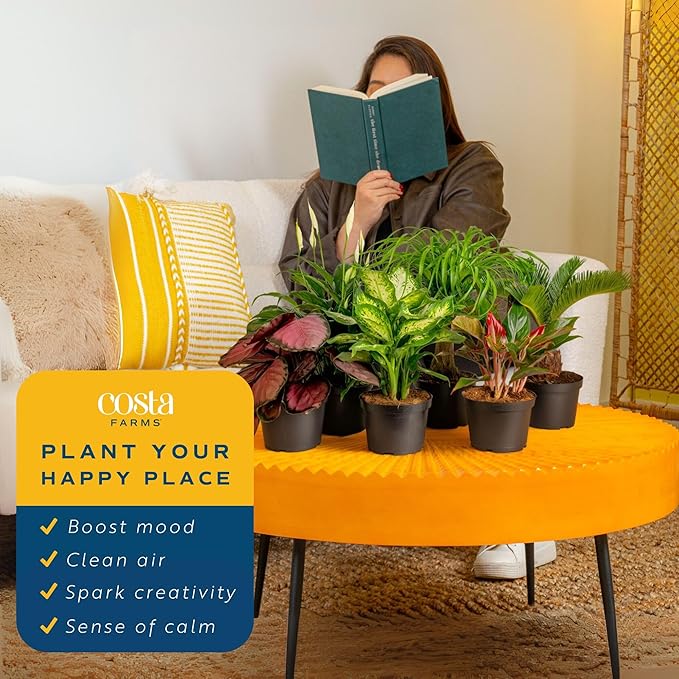 Costa Farms Live Indoor Plant Variety Pack in Plastic Pots, Easy to Maintain, Air Purifying Houseplants, Home, Room, or Office Decor, House Warming or Birthday Gift, 12-24 Inches Tall, Pack of 6