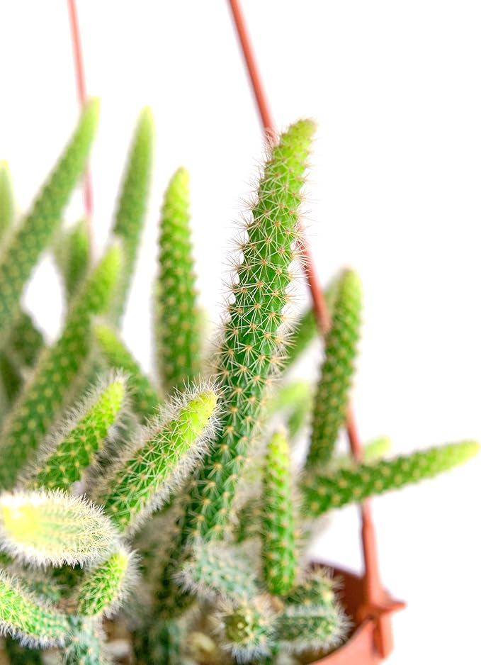 Shop Succulents Rat Tail Rare Cactus, Aporocactus flagelliformis, Fully Rooted Live 6" Cactus Plant with Hanger, Low Maintenance Indoor Plant, Hardy Cactus, Gift & Garden