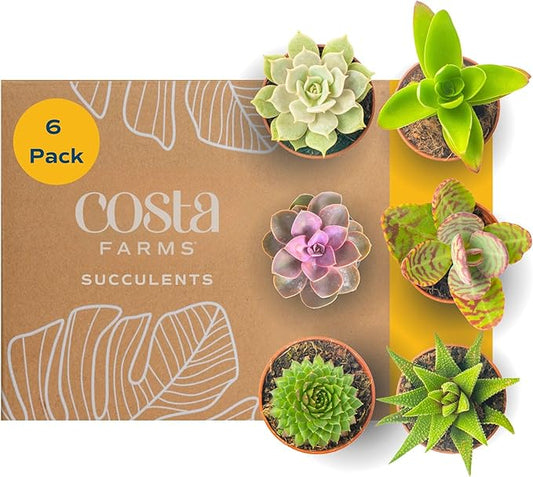 Costa Farms Mini Succulent Live Plants in Plastic Pots, Easy to Maintain Indoor Succulents, Houseplants for Home, Room, or Office Decor, House Warming or Birthday Gift, 2-3.5 Inches Tall, Pack of 6