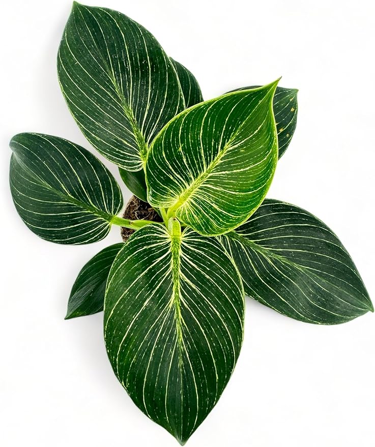 Philodendron Birken Live Plant | Indoor House Plant for Home Decor, Room Decor, Office Decor | Air Purifying Philodendron Houseplant | Elegant Plants Live Houseplants