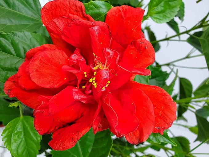 Live Hibiscus Plant - Tropical Flowering Tree - Red Double Flower - Overall Height 38" to 44" - Tropical Plants of Florida (Plant Only)