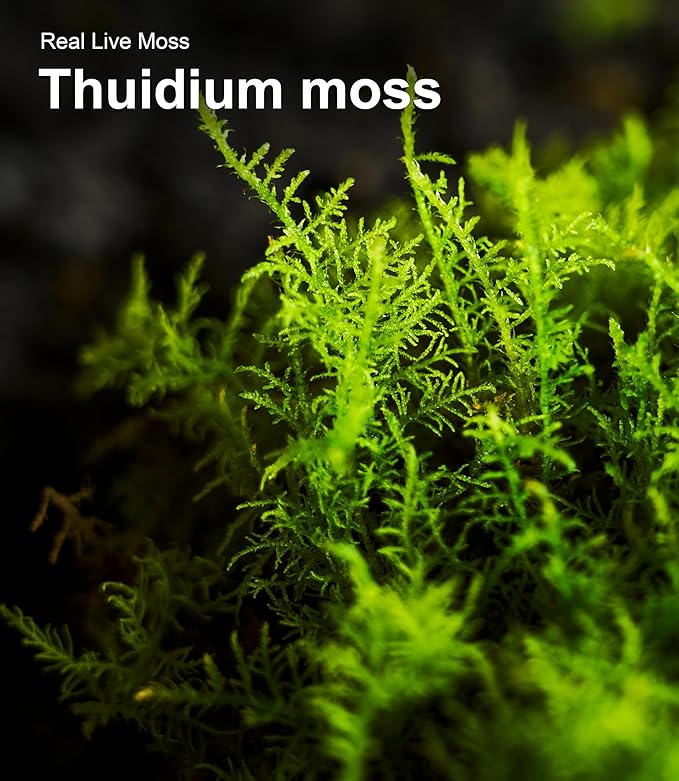 Real Live Moss Variety Pack (Each 3.5"x7"), Decorative Real Moss for Terrariums, Mini Gardens, Potted Plants & Bonsai – Naturally Grown, Reusable, Not Artificial