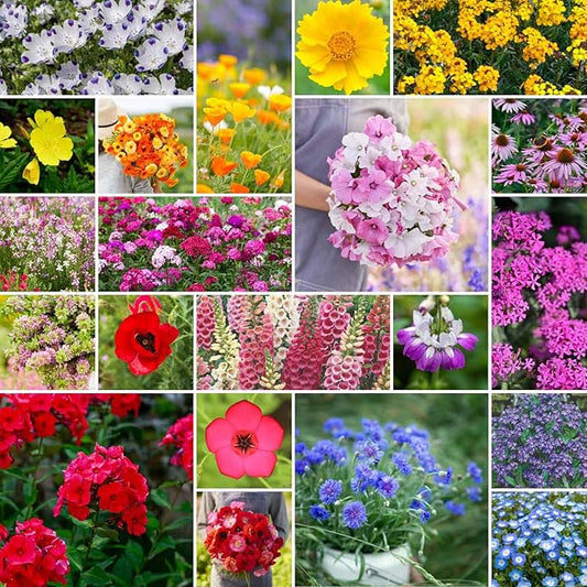 Eden Brothers Partial Shade Wildflower Mixed Seeds for Planting, 1 lb, 480,000+ Seeds with Sweet William, Foxglove | Attracts Pollinators, Plant in Spring or Fall, Zones 3, 4, 5, 6, 7, 8, 9, 10