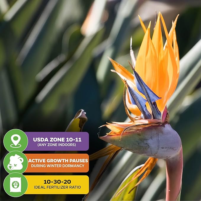 Orange Bird of Paradise Live Plant - Strelitzia Reginae by Wellspring Gardens - Tropical Flowering Perennial, Exotic Indoor/Outdoor Houseplant, Easy Care, Low Maintenance Starter Plant
