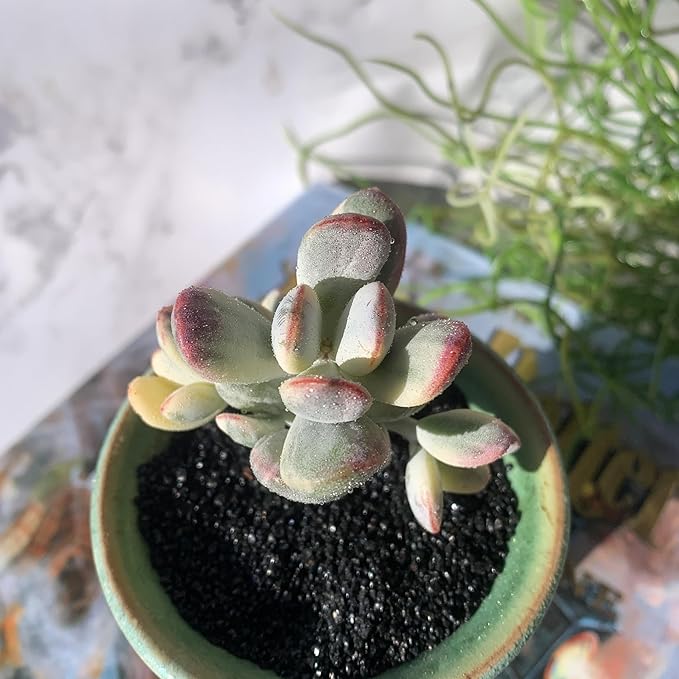 Cotyledon Orbiculata cv. Variegated Rare Live Succulent Plants, 2.5" Bare Root Without Pot & Soil, Garden Indoor Office Desk Baby Shower Decoration, Friend Plant Lovers Gifts