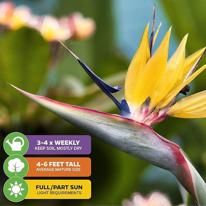 Yellow Bird of Paradise Live Plant - Strelitzia Reginae by Wellspring Gardens - Mandela’s Gold Tropical Flowering Perennial, Exotic Indoor/Outdoor Houseplant, Easy Care, Low Maintenance Starter Plant