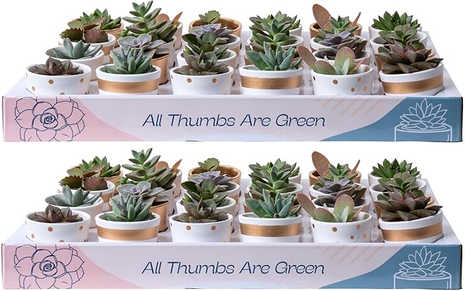 Costa Farms Mini Succulent Live Plants in Decorative Pots, Easy to Maintain Indoor Succulents, Houseplants for Home or Office Decor, House Warming or Party Favors, 2-3.5 Inches Tall, Pack of 48