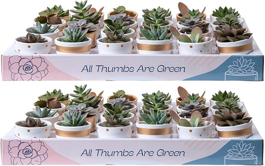 Costa Farms Mini Succulent Live Plants in Decorative Pots, Easy to Maintain Indoor Succulents, Houseplants for Home or Office Decor, House Warming or Party Favors, 2-3.5 Inches Tall, Pack of 48