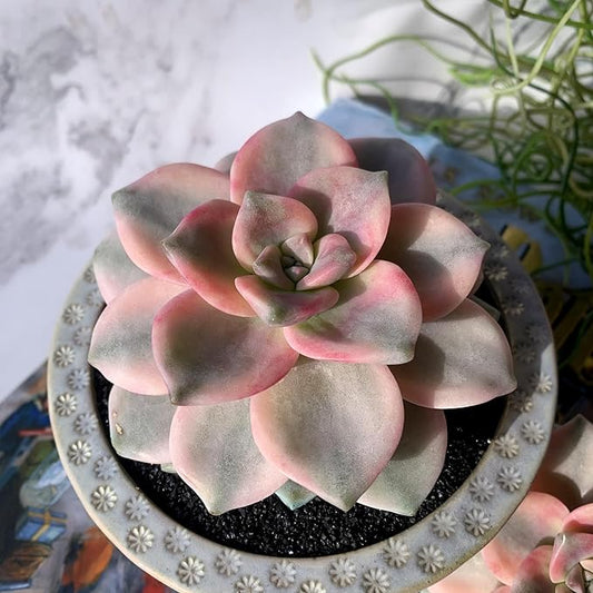 Graptopetalum Snow White Rare Live Succulent Plants, Variegated 2.5" Bare Root Without Pot & Soil, Garden Indoor Office Desk Baby Shower Decoration, Friend Plant Lovers Gifts