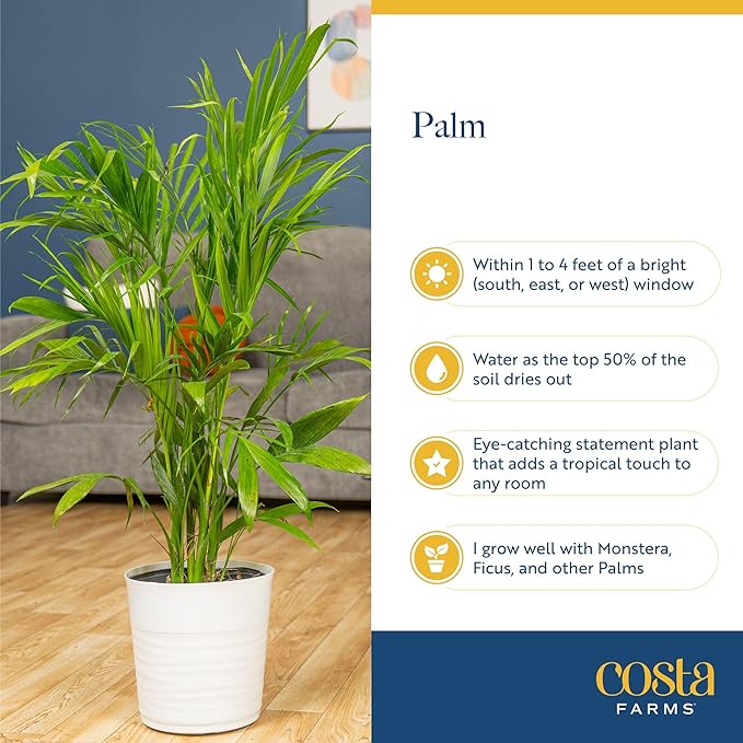 Costa Farms Majesty Palm Live Plant, Indoor or Outdoor Palm Tree in 10-Inch Houseplant Pot, Patio, Balcony, Office & Room Decor, 3-4 Feet Tall