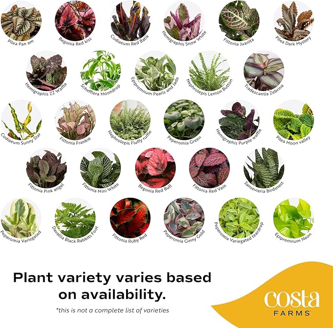 Costa Farms Live Mini Indoor Plants in Plastic Pots, Air Purifying Houseplants, Assorted Varieties, Home, Room, or Office Decor, House Warming or Birthday Gift, 4-6 Inches Tall, Pack of 20