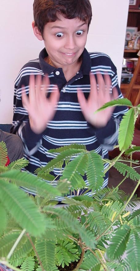 Zombie Plant Greenhouse Grow KIT - Touch It and It Plays Dead! Unique Nature Kit- Grow a House Plant That Plays Dead When You Touch It! Comes Back to Life in Minute. Fun STEM and Classroom Activity!