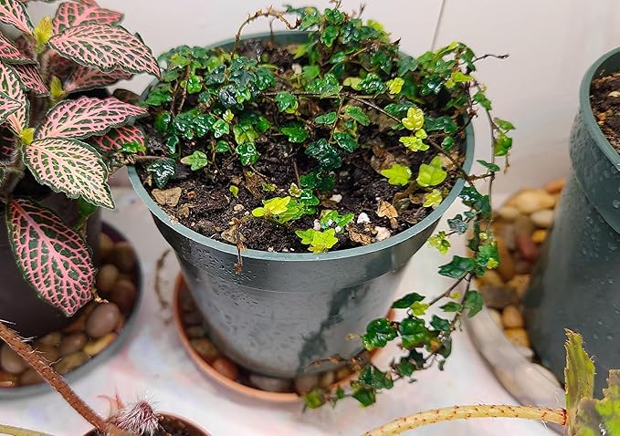 Ficus Pumila Quercifolia | 40 Live Plants | Oak Leaf Creeping Fig, Easy-Care Indoor/Outdoor Trailing Vine Plant, Perfect for Walls and Ground Cover