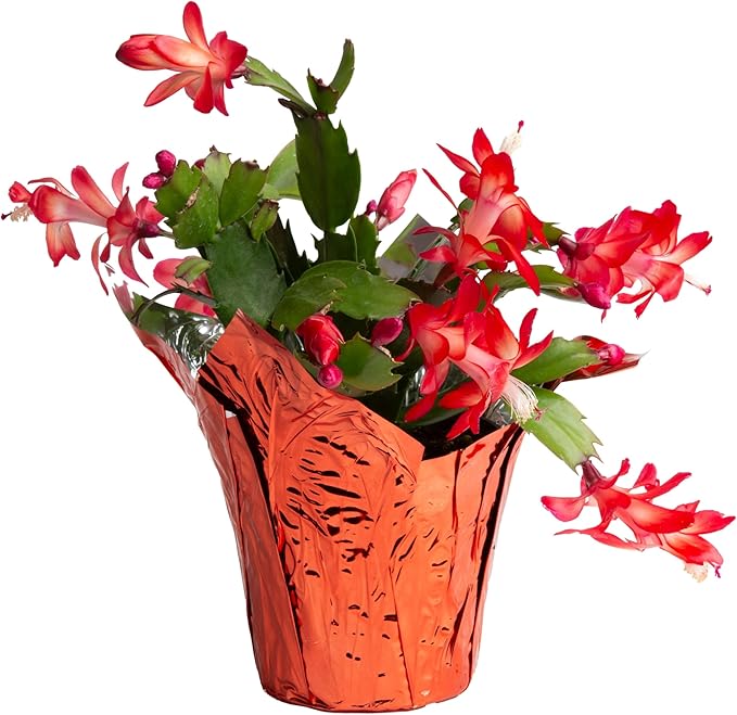 Costa Farms Christmas Cactus Live Plant in Holiday Decorative Plant Pot, Easy to Maintain Flowering Indoor Houseplant, Home, Room, or Office Decor, House Warming or Birthday Gift, 6-8 Inches Tall