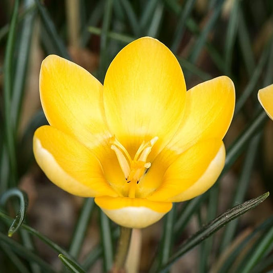 Easy to Grow Crocus Goldilocks 20 Plant Bulbs - Golden Yellow Flowers in Late Winter to Spring, Full Sun Outdoor Zones 3-8