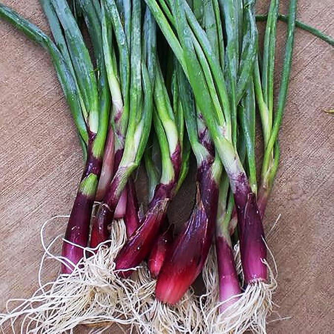 Green Onion Scallion Seeds Scarlet Bandito - Produces a Beautiful Scarlet red hue with flecks of White, Making Any Salad or Dish pop!