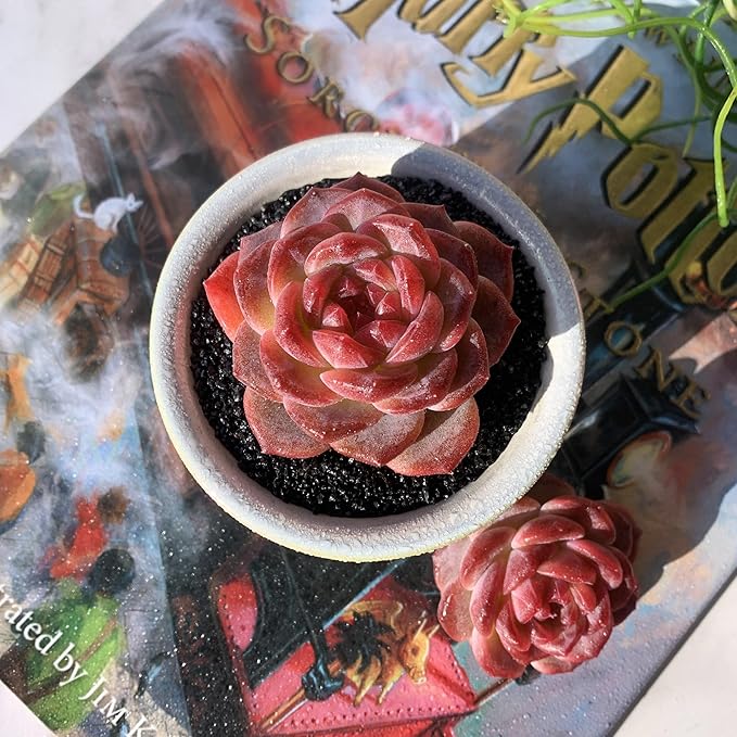 Echeveria Snow Lotus Rare Live Succulent Plants, 1 Head 2.5" Bare Root Without Pot & Soil, Garden Indoor Office Desk Baby Shower Decoration, Friend Plant Lovers Gifts