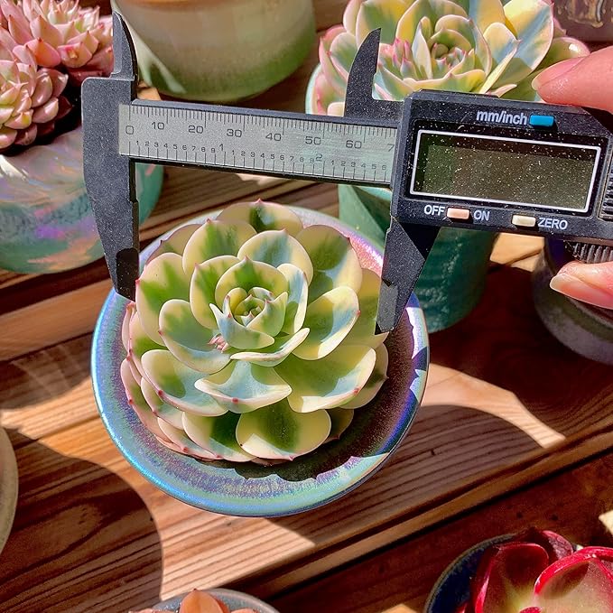 Echeveria Secunda VAR. Glauca Variegated Rare Live Succulent Plants, Green 1 Head 3.5" Live Plant, Package Without Pot & Soil, Garden Indoor Office Desk, Wedding Party Decoration, Friend Lovers Gifts