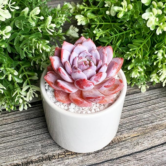 Generic Echeveria Pink Peony Rare Live Succulent Plants, 1 Head 3"" Red, Bare Root Without Pot & Soil, 1/3/7 Pcs, Garden Indoor Office Desk Baby Shower Decoration, Friend Plant Lovers Gifts