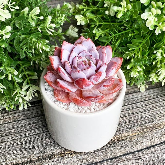 Generic Echeveria Pink Peony Rare Live Succulent Plants, 1 Head 3"" Red, Bare Root Without Pot & Soil, 1/3/7 Pcs, Garden Indoor Office Desk Baby Shower Decoration, Friend Plant Lovers Gifts