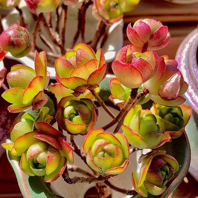 Aeonium saundersii Pinheads Rare Live Succulent Plants, Pink Cluster 3.5" Live Plant, Package Without Pot Soil, Garden Indoor Office Desk Wedding Party Baby Shower Decoration, Friend Plant Lovers Gift