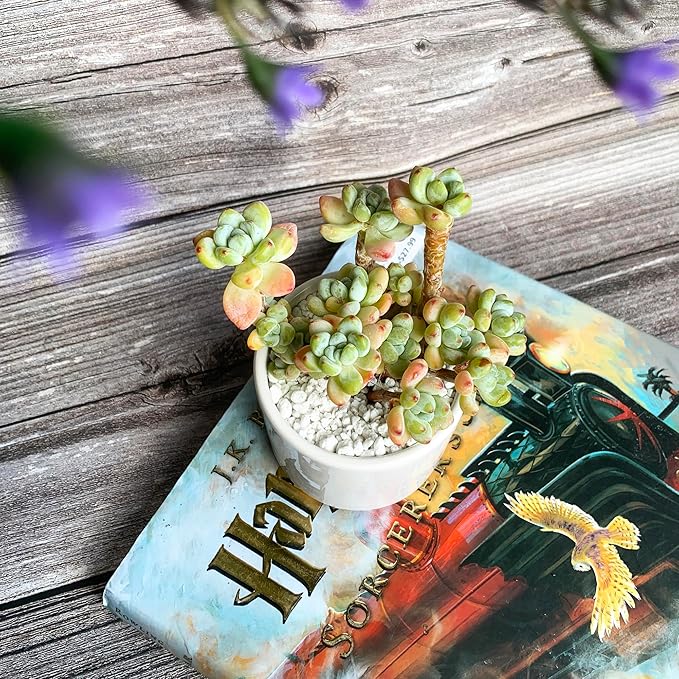 Sedum Clavatum Rare Live Succulent Plants, Cluster 3" Orange Green, Bare Root Without Pot & Soil, Garden Indoor Office Desk Baby Shower Decoration, Friend Plant Lovers Gifts