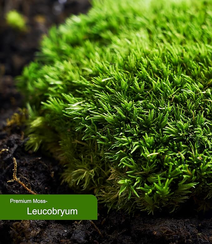 Live Moss – Leucobryum Moss (2 Sheets, Each Approx. 3.5"x7") for Terrariums, Bonsai, Potted Plants & Natural Moss Art – Cushion-Style Texture, Naturally Grown, Reusable, Not Artificial