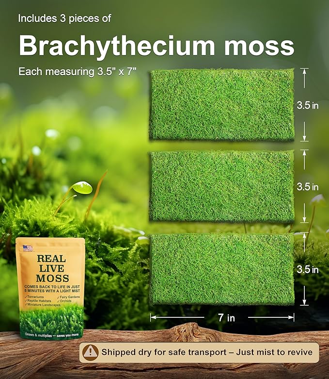 Live Moss – Brachythecium Moss (3 Sheets, Each Approx. 3.5"x7") for Terrariums, Moss Gardens, Plant Layouts & Natural Decor – Naturally Grown, Reusable, Not Artificial