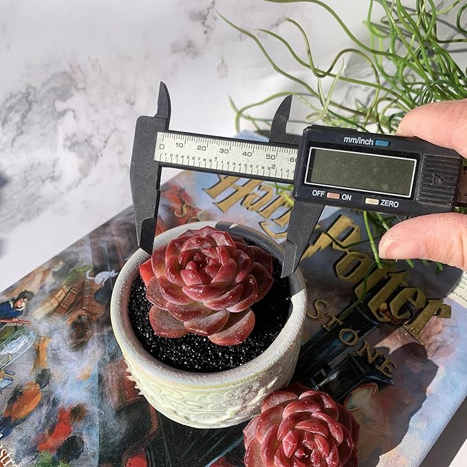 Echeveria Snow Lotus Rare Live Succulent Plants, 1 Head 2.5" Bare Root Without Pot & Soil, Garden Indoor Office Desk Baby Shower Decoration, Friend Plant Lovers Gifts