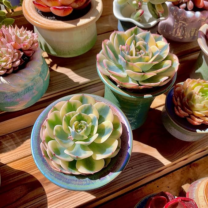 Echeveria Secunda VAR. Glauca Variegated Rare Live Succulent Plants, Green 1 Head 3.5" Live Plant, Package Without Pot & Soil, Garden Indoor Office Desk, Wedding Party Decoration, Friend Lovers Gifts
