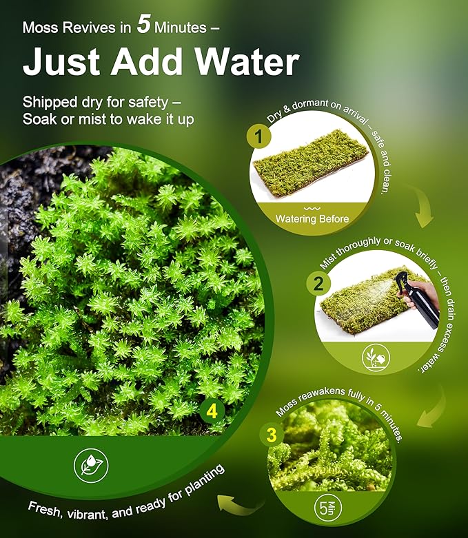 Live Moss – Brachythecium Moss (3 Sheets, Each Approx. 3.5"x7") for Terrariums, Moss Gardens, Plant Layouts & Natural Decor – Naturally Grown, Reusable, Not Artificial