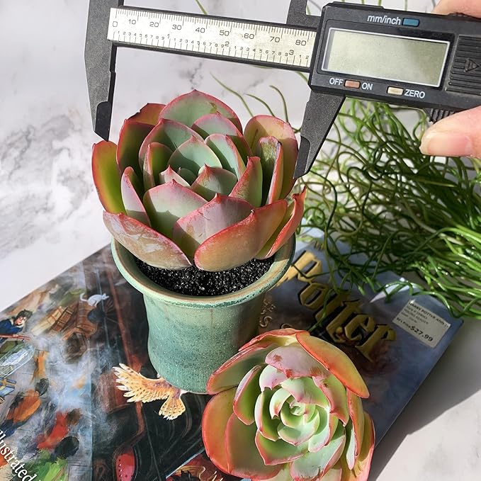 Echeveria Neon Glow Rare Live Succulent Plants, 1 Head 3.5" Bare Root Without Pot & Soil, Garden Indoor Office Desk Baby Shower Decoration, Friend Plant Lovers Gifts