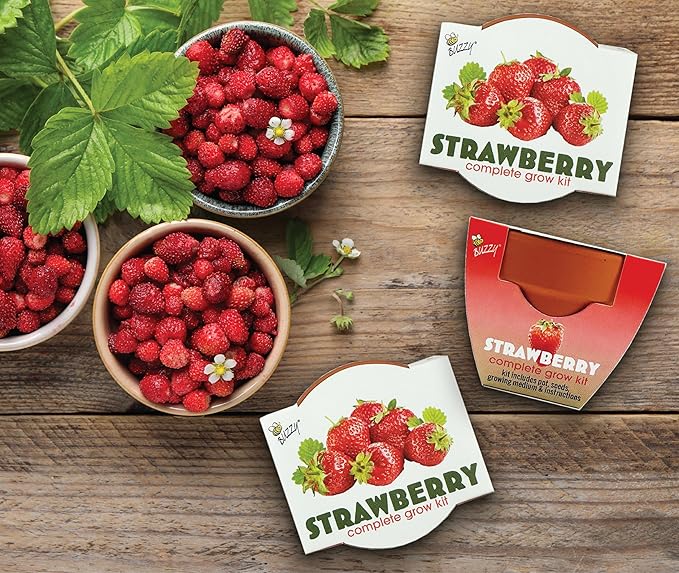 BUZZY Seeds Mini Terracotta Grow Pots | Alpine Strawberry DIY Plant Kit for Kids & Adults | 12-Pack Classic Collection | Indoor and Outdoor Planting, Wedding Favors, Gardening Gift