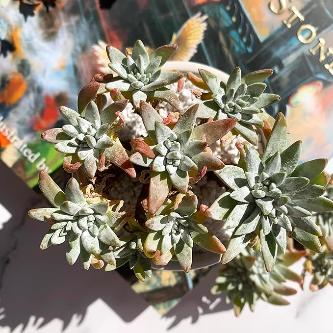 Dudleya Gnoma S.W.McCabe Rare Live Succulent Plants, 5-7 Heads 3.5" Bare Root Without Pot & Soil, Garden Indoor Office Desk Baby Shower Decoration, Friend Plant Lovers Gifts